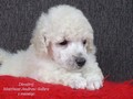 Matthias-Andrew-Sahra FCI, Miniature Poodles and Toy Poodles kennel