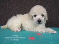 Matthias-Andrew-Sahra FCI, Miniature Poodles and Toy Poodles kennel