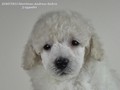 Matthias-Andrew-Sahra FCI, Miniature Poodles and Toy Poodles kennel