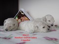 Matthias-Andrew-Sahra FCI, Miniature Poodles and Toy Poodles kennel