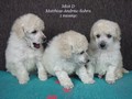 Matthias-Andrew-Sahra FCI, Miniature Poodles and Toy Poodles kennel