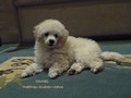 Matthias-Andrew-Sahra FCI, Miniature Poodles and Toy Poodles kennel