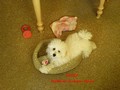 Matthias-Andrew-Sahra FCI, Miniature Poodles and Toy Poodles kennel