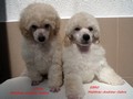 Matthias-Andrew-Sahra FCI, Miniature Poodles and Toy Poodles kennel