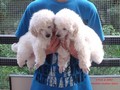 Matthias-Andrew-Sahra FCI, Miniature Poodles and Toy Poodles kennel