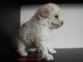 Matthias-Andrew-Sahra FCI, Miniature Poodles and Toy Poodles kennel