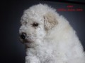 Matthias-Andrew-Sahra FCI, Miniature Poodles and Toy Poodles kennel