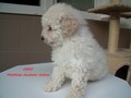 Matthias-Andrew-Sahra FCI, Miniature Poodles and Toy Poodles kennel