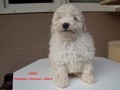 Matthias-Andrew-Sahra FCI, Miniature Poodles and Toy Poodles kennel