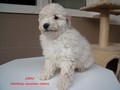 Matthias-Andrew-Sahra FCI, Miniature Poodles and Toy Poodles kennel