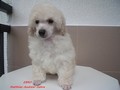 Matthias-Andrew-Sahra FCI, Miniature Poodles and Toy Poodles kennel