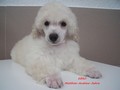 Matthias-Andrew-Sahra FCI, Miniature Poodles and Toy Poodles kennel