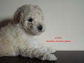 Matthias-Andrew-Sahra FCI, Miniature Poodles and Toy Poodles kennel