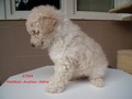 Matthias-Andrew-Sahra FCI, Miniature Poodles and Toy Poodles kennel