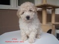 Matthias-Andrew-Sahra FCI, Miniature Poodles and Toy Poodles kennel