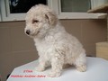 Matthias-Andrew-Sahra FCI, Miniature Poodles and Toy Poodles kennel