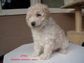 Matthias-Andrew-Sahra FCI, Miniature Poodles and Toy Poodles kennel