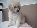 Matthias-Andrew-Sahra FCI, Miniature Poodles and Toy Poodles kennel