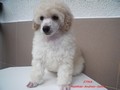 Matthias-Andrew-Sahra FCI, Miniature Poodles and Toy Poodles kennel