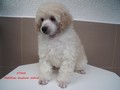 Matthias-Andrew-Sahra FCI, Miniature Poodles and Toy Poodles kennel