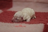 Matthias-Andrew-Sahra FCI, Miniature Poodles and Toy Poodles kennel