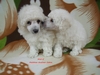 Matthias-Andrew-Sahra FCI, Miniature Poodles and Toy Poodles kennel