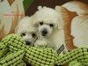 Matthias-Andrew-Sahra FCI, Miniature Poodles and Toy Poodles kennel