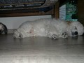 Matthias-Andrew-Sahra FCI, Miniature Poodles and Toy Poodles kennel