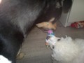 Matthias-Andrew-Sahra FCI, Miniature Poodles and Toy Poodles kennel