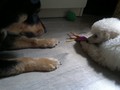Matthias-Andrew-Sahra FCI, Miniature Poodles and Toy Poodles kennel