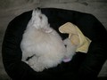 Matthias-Andrew-Sahra FCI, Miniature Poodles and Toy Poodles kennel