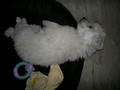 Matthias-Andrew-Sahra FCI, Miniature Poodles and Toy Poodles kennel