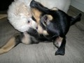 Matthias-Andrew-Sahra FCI, Miniature Poodles and Toy Poodles kennel