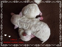 Matthias-Andrew-Sahra FCI, Miniature Poodles and Toy Poodles kennel