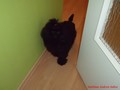 Matthias-Andrew-Sahra FCI, Miniature Poodles and Toy Poodles kennel