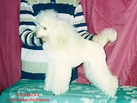 Matthias-Andrew-Sahra FCI, Miniature Poodles and Toy Poodles kennel