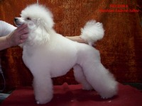 Matthias-Andrew-Sahra FCI, Miniature Poodles and Toy Poodles kennel