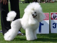 Matthias-Andrew-Sahra FCI, Miniature Poodles and Toy Poodles kennel