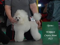 Matthias-Andrew-Sahra FCI, Miniature Poodles and Toy Poodles kennel